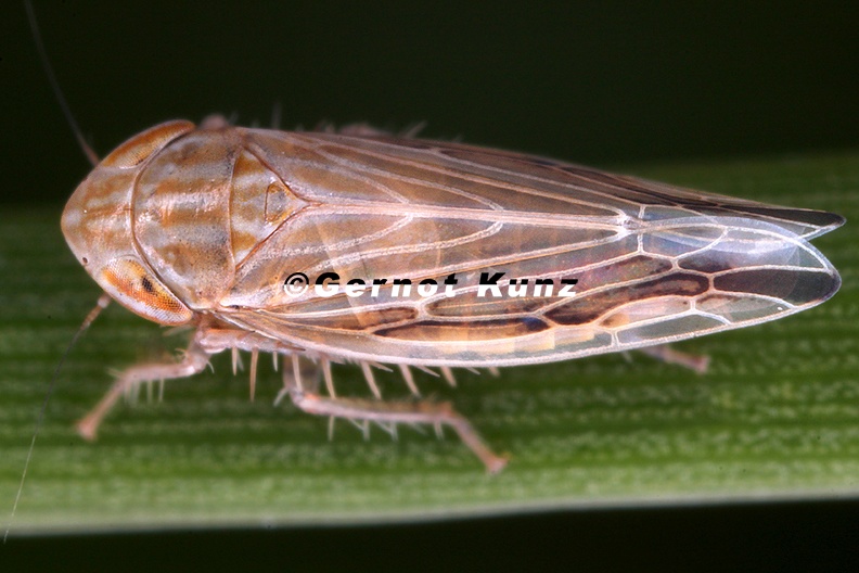 Mocydiopsis_parvicauda__Heide-M__rzzirpe_M2_2.jpg