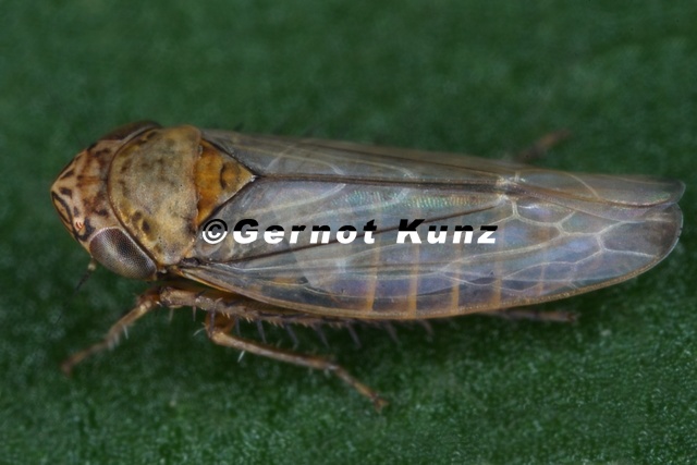 Ophiola_cornicula__Moor-Heidezirpe_W1_2.jpg
