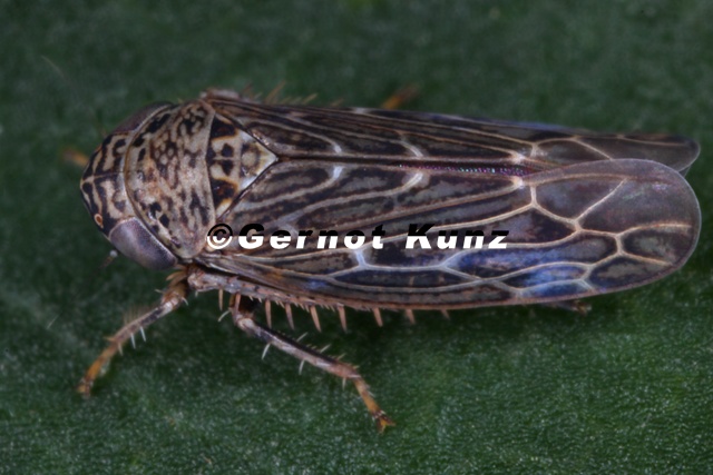 Ophiola_decumana____dland-Heidezirpe_M2_2v.jpg
