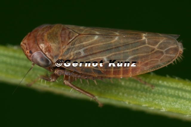 Ophiola_russeola__Zwerg-Heidezirpe_W3_2.jpg
