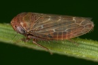 Ophiola russeola  Zwerg-Heidezirpe W3 2