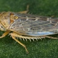 Ophiola sp   Undescribed on  Hippophae rhamnoides M1 2