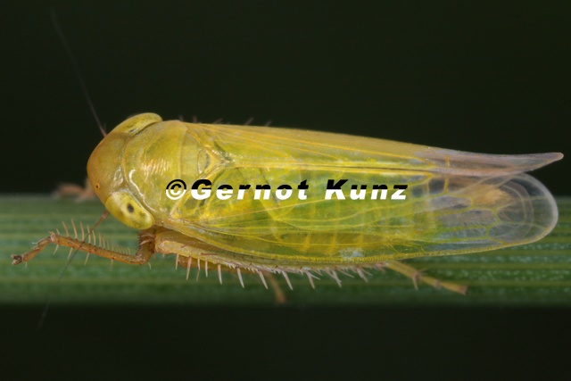 Paluda_flaveola__Gro__e_Reitgraszirpe_M1_2v.jpg