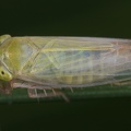 Paluda flaveola  Gro  e Reitgraszirpe W4 2v 001