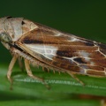 Pithyotettix abietinus  Marmor-Fichtenzirpe M12 2