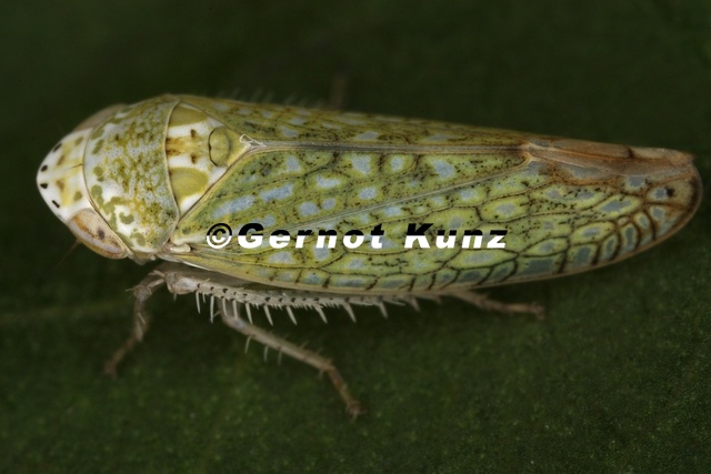 Platymetopius_complicatus__Verkannte_Sch__nzirpe_W4_2.jpg