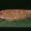 Platymetopius rostratus  Geschn  belte Sch  nzirpe M6 2v 001