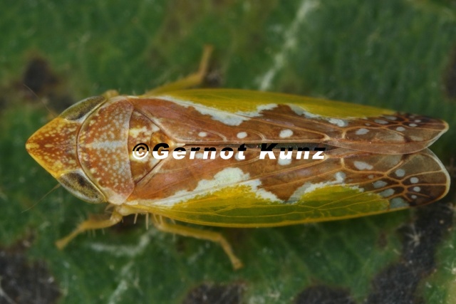Platymetopius_undatus_M10_2.jpg