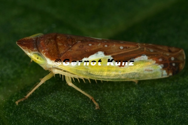 Platymetopius_undatus__Flaggen-Sch__nzirpe_W.jpg
