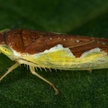 Platymetopius undatus  Flaggen-Sch  nzirpe W