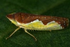 Platymetopius undatus  Flaggen-Sch  nzirpe W