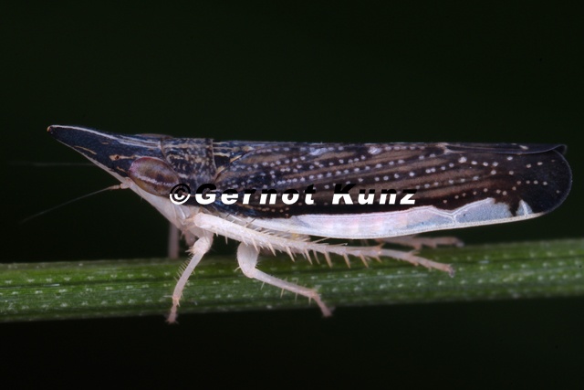 Proceps_acicularis_W1_2v.jpg
