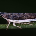Proceps acicularis W1 2v
