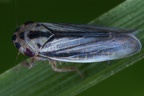 Rhopalopyx adumbrata  Bergschwingel-Zirpe M8 2