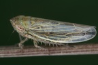 Rhopalopyx elongata  Spanische Graszirpe M7 2