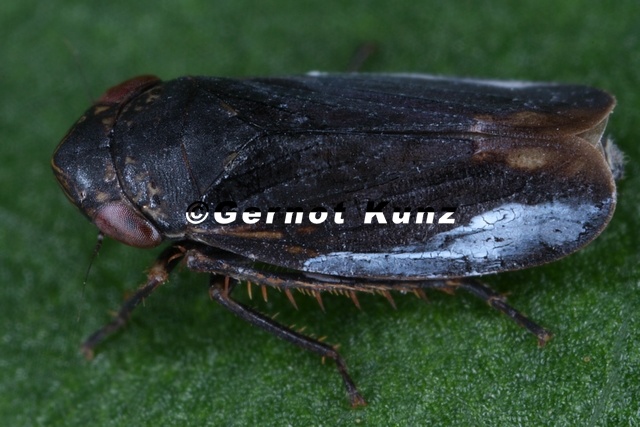 Sotanus_thenii__Alpen-Graszirpe_M5_2.jpg