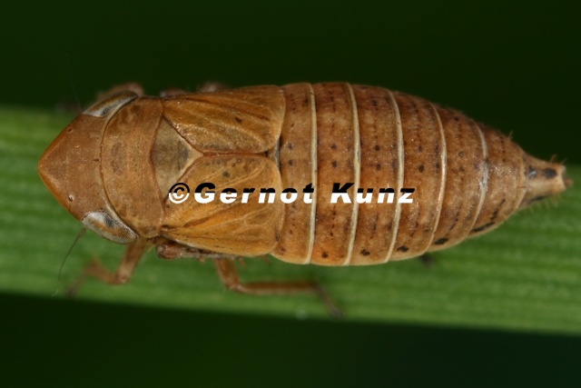 Sotanus_thenii__Alpen-Graszirpe_W6_2.jpg