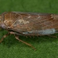 Speudotettix  subfusculus   Braune Waldzirpe  Gebirgsform M6 2