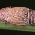 Streptanus marginatus  Schl  ngelschmielen-Zirpe M2 2