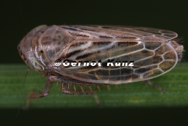 Streptanus_okaensis__Sumpfreitgraszirpe_M1_2v.jpg