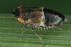 Chiasmus conspurcatus Mb1 2