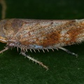 Fieberiella septentrionalis  Gemeine Strauchzirpe M18 2