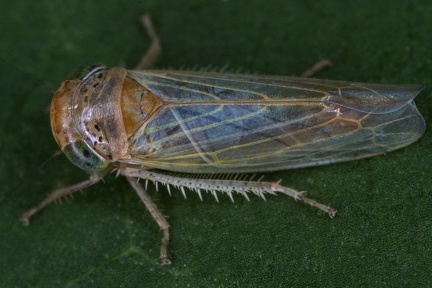 Grypotes puncticollis  Gemeine Kiefernzirpe W3 2