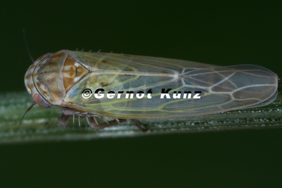 Balclutha calamgrostris  Reitgras-Winterzirpe 11 2
