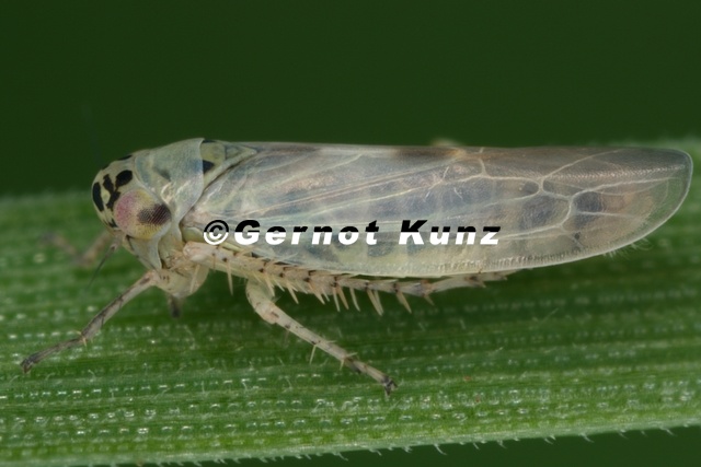 Macrosteles_cristatus__Kamm-Wanderzirpe_M11_2.jpg