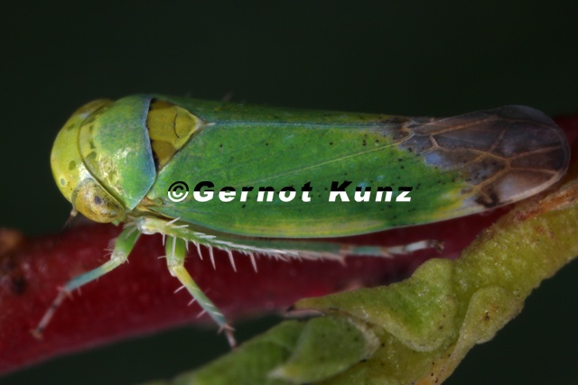 Opsius_stactogalus__Tamariskenzirpe_M6_2v.jpg