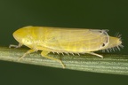 Cosmotettix aurantiacus   Gold-Seggenzirpe W4 2