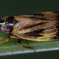 Diplocolenus penthopitta  Sudetenzirpe M1 2v