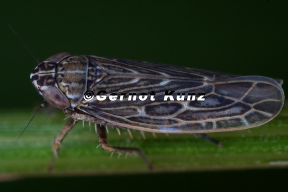 Ebarrius cognatus