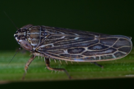 Ebarrius cognatus