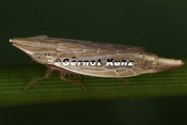 Enantiocephalus cornutus  Kahnzirpe M5 2