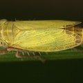 Henschia quadricornis  Vierhornzirpe M2 2