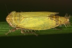 Henschia quadricornis  Vierhornzirpe M2 2