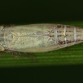 Henschia quadricornis  Vierhornzirpe W3 2