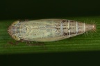 Henschia quadricornis  Vierhornzirpe W3 2