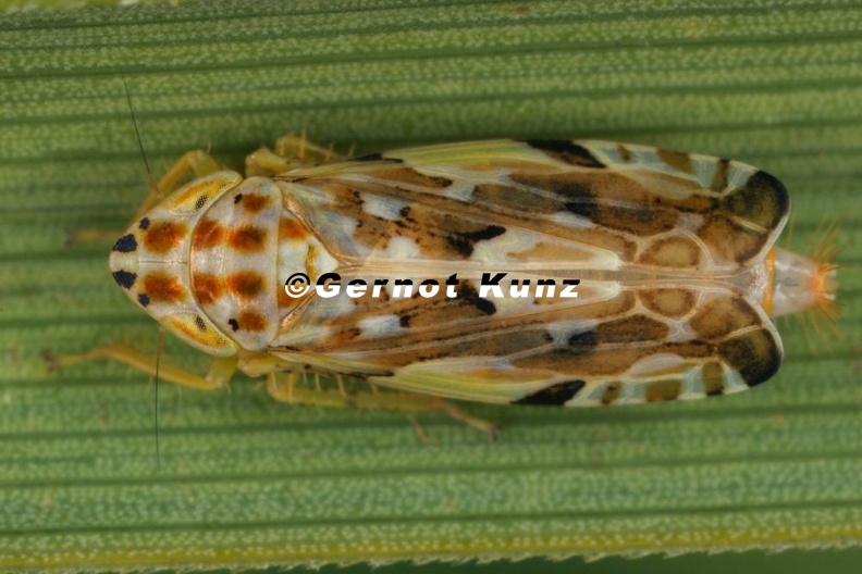 Metalimnus_steini__Gefleckte_Marmorzirpe_W1_2.jpg