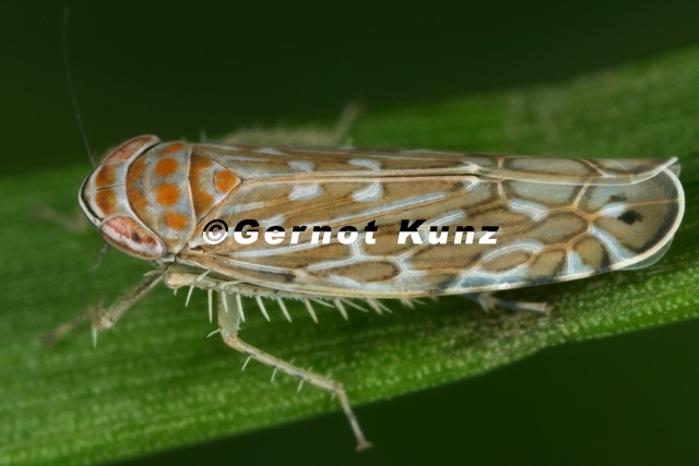 Paralimnus_phragmitis__Gemeine_Schilfzirpe_M10_2.jpg