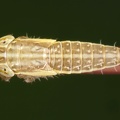 Praganus hofferi  Haargras-Zirpe ML1 2