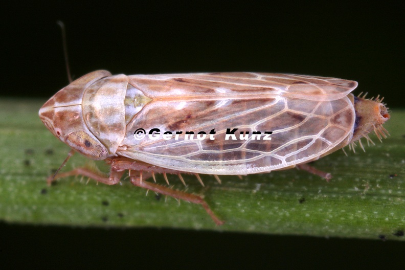 Psammotettix_albomarginatus__Flechten-Sandzirpe_M5_2.jpg