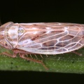 Psammotettix albomarginatus  Flechten-Sandzirpe M5 2