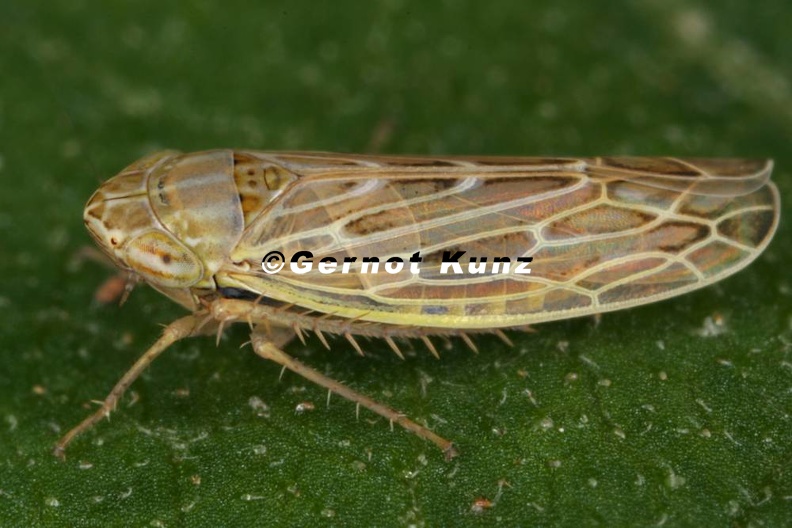 Psammotettix_alienus__Wander-Sandzirpe_W2_1.jpg