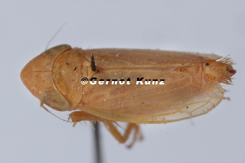 Psammotettix_angulatus__Triester_Sandzirpe_W1_2.jpg