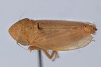 Psammotettix angulatus  Triester Sandzirpe W1 2