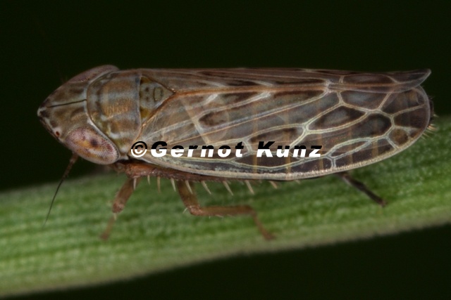 Psammotettix_excisus__Silbergras-Sandzirpe_M2_2.jpg