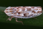 Psammotettix sabulicola  Flecken-Sandzirpe M1 2