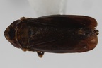 Verdanus quadricornis  Ribaut 1959 1 2v